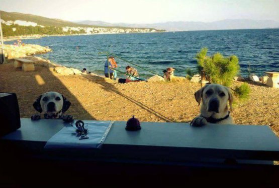 FOTO: Prva pasja kavarna na plaži je pravi hit