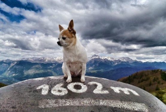 Psička Lulu vzeta iz oskrbe prekupčevalca