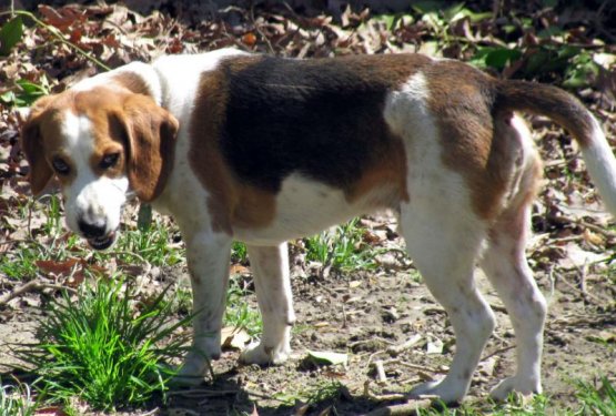 Nikina srečna zgodba