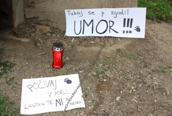 Mineva že sedem let od prve zaporne kazni zaradi mučenja psa