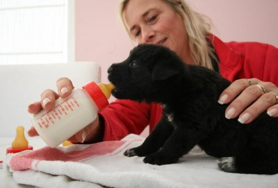 Pasji dudarčki in zakaj je pomembno pravočasno ukrepanje