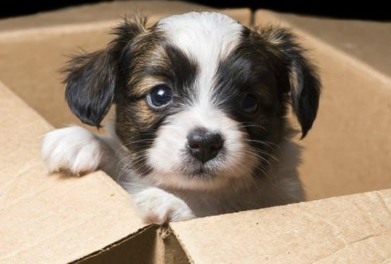 To je glavno vodilo odgovornega skrbnika psov!