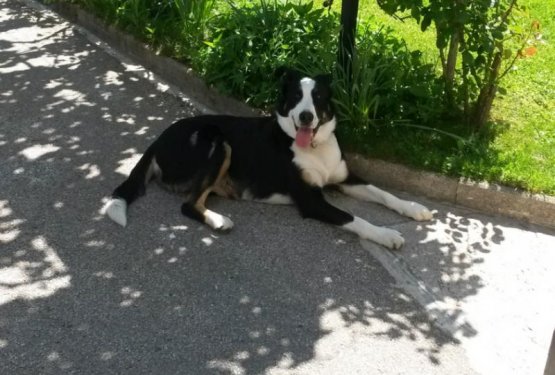 Lino: Me&scaron;ančki smo zakon, najdenčki &scaron;e bolj!