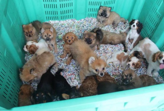 Pomurski policisti so predlani zasegli sto pasjih mladičev v vrednosti 60 tisočakov!