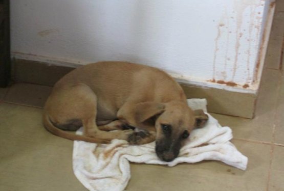 ODNOS DO ŽIVALI PO SVETU: V Angoli nimajo hi&scaron;nih ljubljenčkov