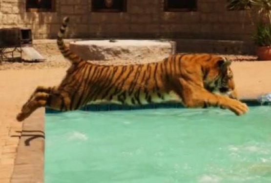 VIDEO: Pomoč poškodovanemu tigru, tako da se z njim zabavajo v bazenu