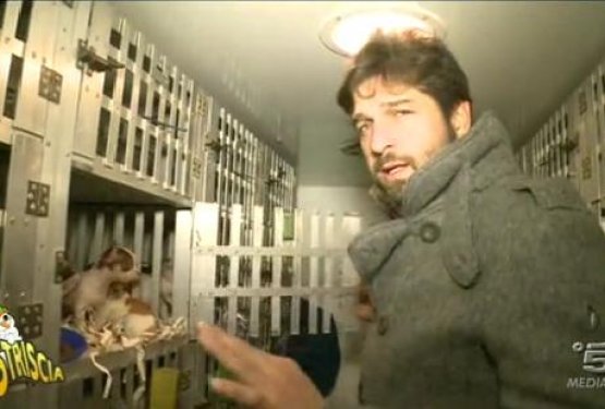 Na meji med Slovenijo in Italijo odkrili nelegalen uvoz mladičev