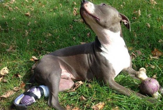 Pit bull Hudson se prosto giba z nadomestno tačko