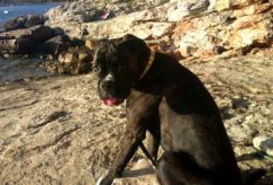 DOG WELCOME: MURTER, Hrva&scaron;ka
