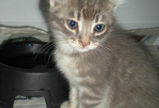 V Trstu deluje mačje zaveti&scaron;če Il Gattile