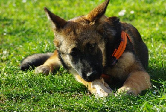 Rubi prinesla novo svežino v vsakdan lastnice Karen