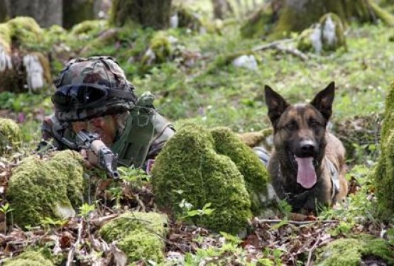 V službi naroda: pri nas 42 pasjih "vojakov", v Angliji po upokojitvi evtanazirani