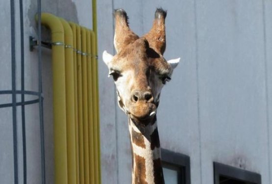 Umrla žirafa, ki je pobegnila iz cirkusa 