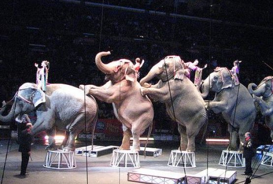 Cirkusi: v Celju so jih veseli, ostale občine imajo deljena mnenja