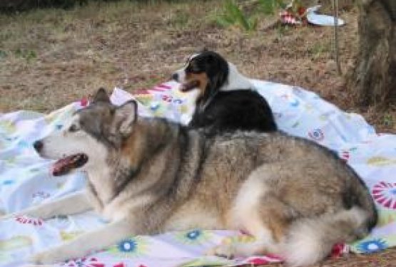 DOG WELCOME: PUNAT - KRK, Hrva&scaron;ka