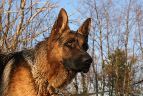 Nem&scaron;ki ovčar NERO - pes, ki ga je iskala cela Obala