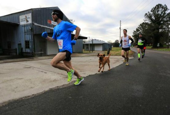 Psička se pridružila maratonskemu teku in dobila medaljo