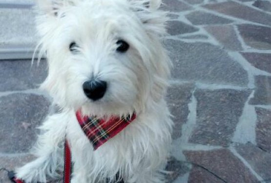 Iskrena ljubezen: Pesem o Nini