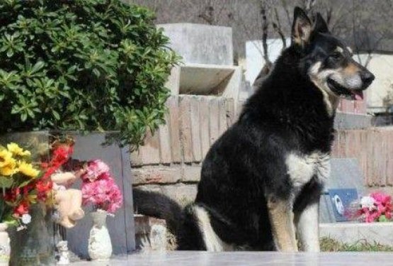 Zvesti pes že šest let na lastnikovem grobu