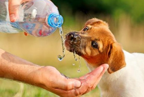 Psi in poletna vročina