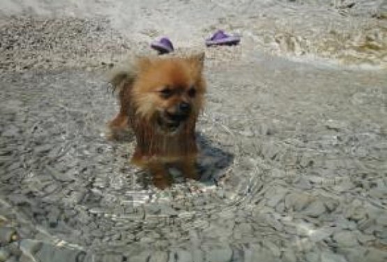 DOG WELCOME: LO&Scaron;INJ, Hrva&scaron;ka