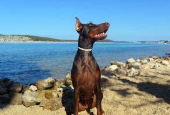 DOG WELCOME: BARBAT - RAB, Hrva&scaron;ka