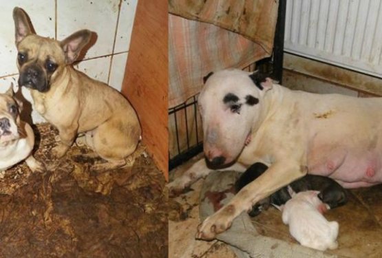 Kupci psov iz množične vzreje podpirajo mučenje živali!