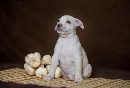 S česnom proti klopom? Priporočamo veliko previdnost!
