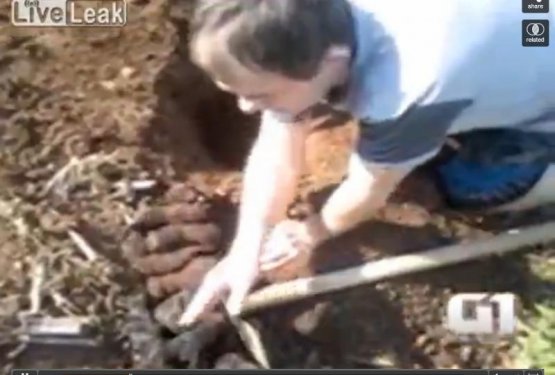 11 živih pasjih mladičev zakopali kar pod zemljo