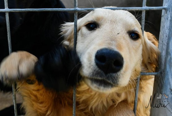 V teh dneh se spomnimo na živali v zavetiščih!