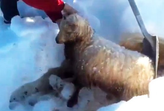 VIDEO: Ovco po 19 dneh življenja pod snežnim plazom rešila psička Puki