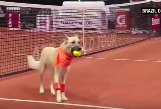 VIDEO: Potepu&scaron;ki psi za en dan pobiralci žog