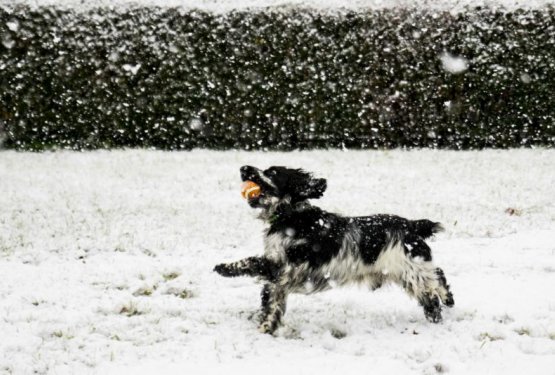 Snežni album: Snežne norčije