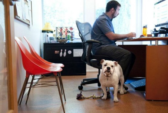 Velika sprememba! Psom po novem dovolijo v vsa javna mesta!