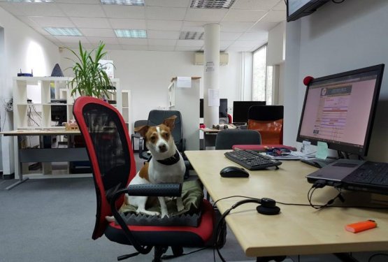 Domenca.com - za službene zadeve skrbijo tudi psi