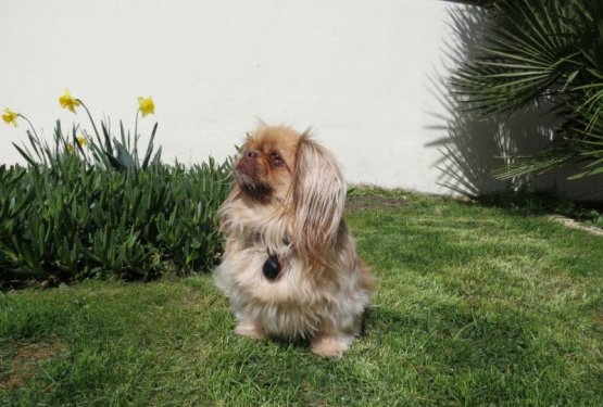 Naj selitev ne bo ovira - Moj kuža gre z mano