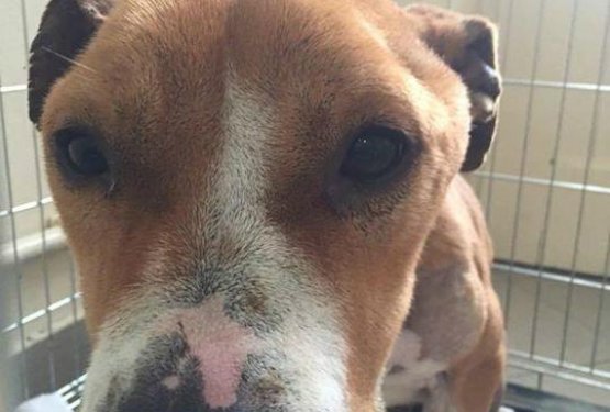 Hope se je poslovila za vedno