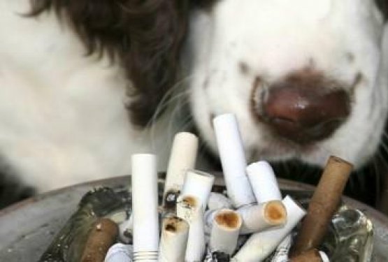Cigaretni dim je &scaron;kodljiv tudi psom