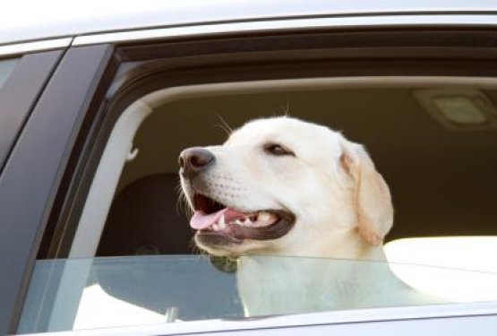 Psi in vožnja z avtomobilom