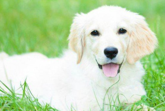 Zakaj je pomembno negovanje kožuha?