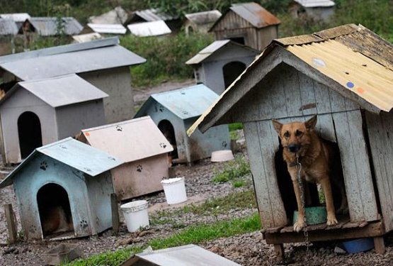 "Dog favela": zatočišče za pse v Braziliji