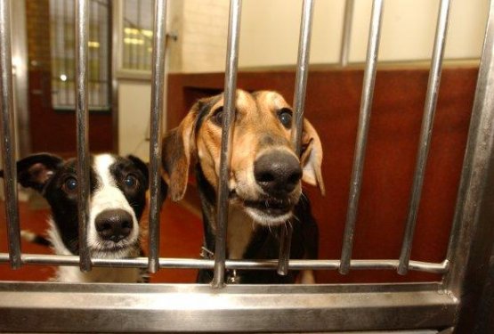 London iz živalskega zornega kota