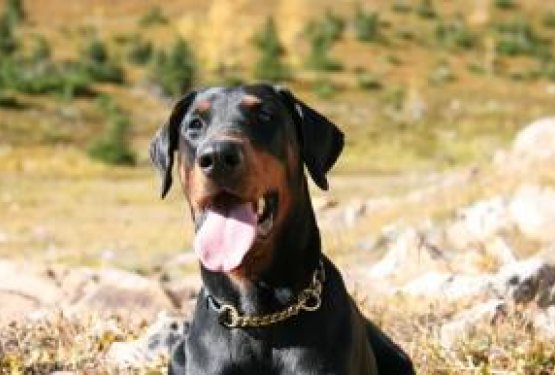 DOG WELCOME: PREDDVOR, Slovenija
