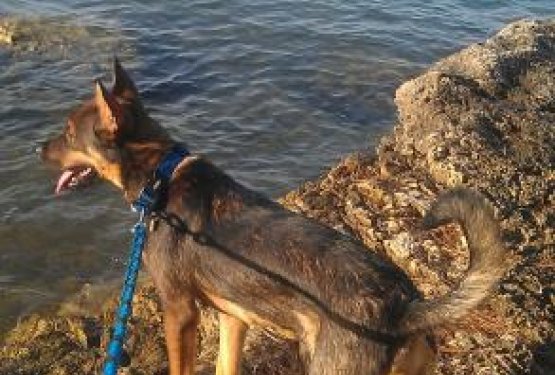 DOG WELCOME: Kamp Runke - PULA, Hrva&scaron;ka