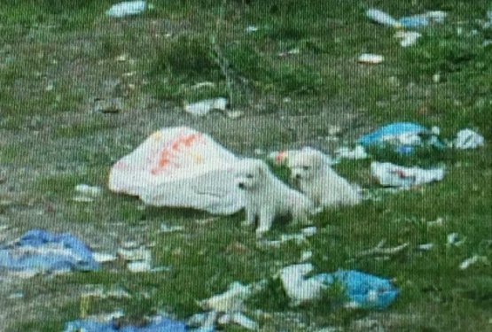 Voznik kamiona pasje mladiče preprosto stresel iz plastične vrečke