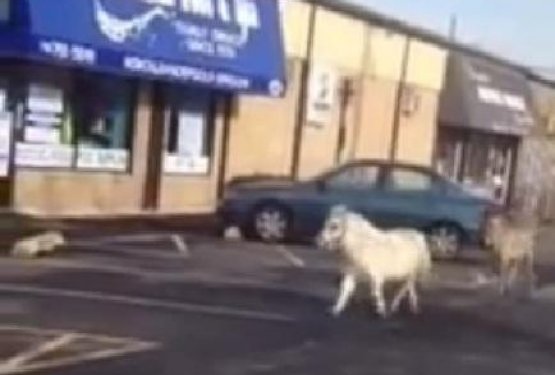 Tokrat iz cirkusa zbežala poni Casper in zebra Razzi 