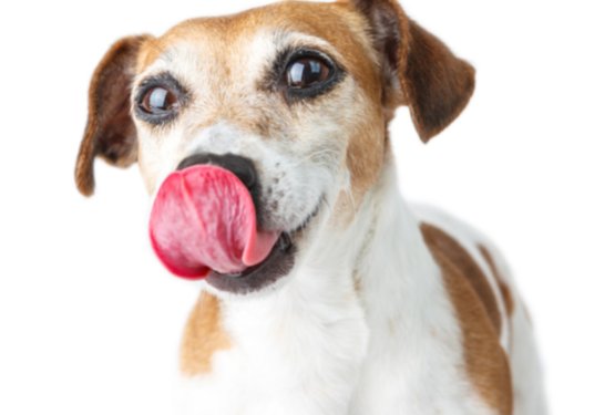 POZOR! Odpoklic pasjega adventnega koledarja