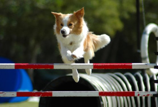 Proteinski dodatki za pse: korist ali nepotreben trend?