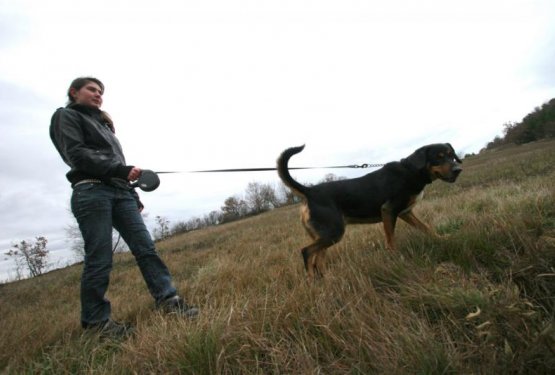 Kdo bo koga sprehajal?