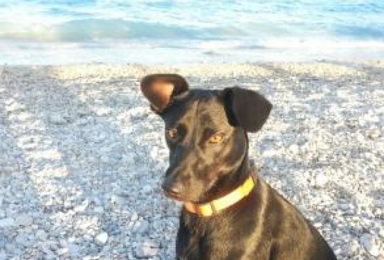 DOG WELCOME: BA&Scaron;KA - KRK, Hrva&scaron;ka